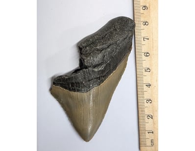 The Curio Collection (A988) - Lot 5013