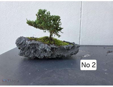 Bonsai Juniper 2020 24Cm High X 30Cm Wide In Grey ...