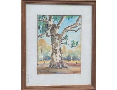 BLUE GUM, MIMOSA WHITE STRINGYBARK BY JOHN BATT
...