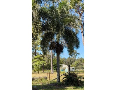 Palm Tree, used for ornamental landscaping.

Note:...