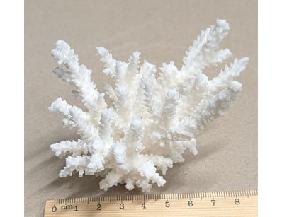 The Curio Collection (A985) - Lot 1135