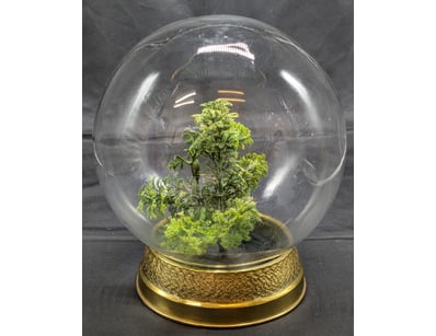 The Curio Collection (A993) - Lot 1017