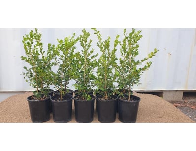 Plenty of Plants - Trees & Shrubs (NSWA997) - Lot 6