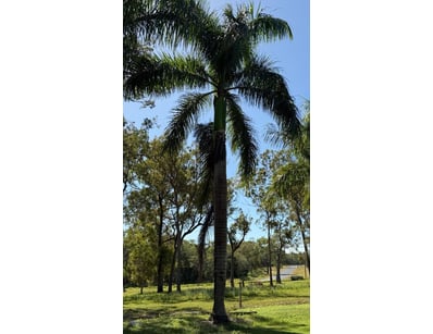 Palm Tree, used for ornamental landscaping.

Note:...