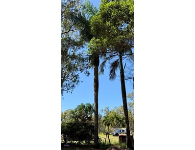 Palm Tree, used for ornamental landscaping.

Note:...