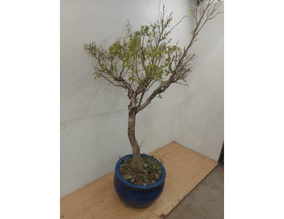 House & Homewares (NSWA998) - Lot 1013