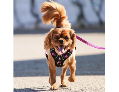 Appliances, Toys & Accessories (VICA986) - Lot 338