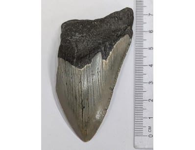 The Curio Collection (A983) - Lot 1153