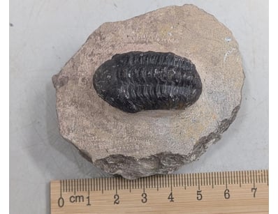 The Curio Collection (A999) - Lot 573