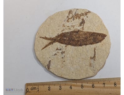 40 MILLION YEAR OLD FOSSIL FISH FROM GREEN RIVER U...