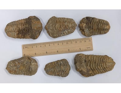 The Curio Collection (A999) - Lot 578