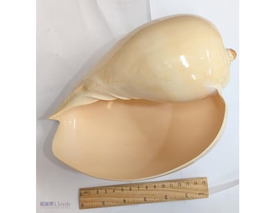 LARGE MARINE SEA SHELL FROM THE PHILIPPINES

Large...