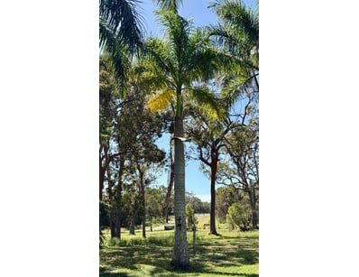 Palm Tree, used for ornamental landscaping.

Note:...