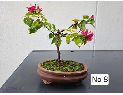 Pink Pixie Bougainvillea Bonsai Tree 2021 In Brown...