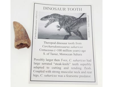 The Curio Collection (A995) - Lot 900