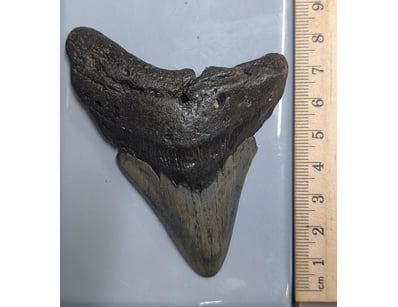 The Curio Collection (A991) - Lot 502