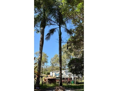 Palm Tree, used for ornamental landscaping.

Note:...