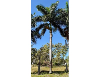 Palm Tree, used for ornamental landscaping.

Note:...