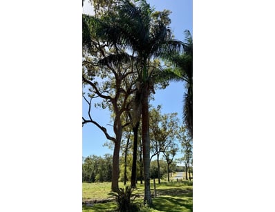 Palm Tree, used for ornamental landscaping.

Note:...