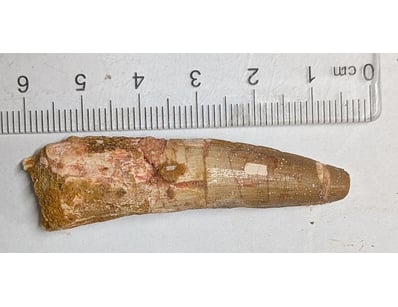 The Curio Collection (A999) - Lot 570