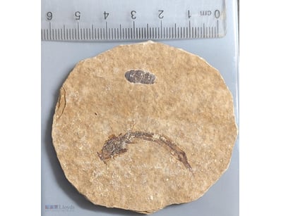 40 MILLION YEAR OLD FOSSIL FISH AND INSECT FROM GR...