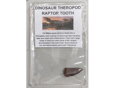 100 MILLION YEAR OLD FOSSIL DINOSAUR RAPTOR TOOTH ...