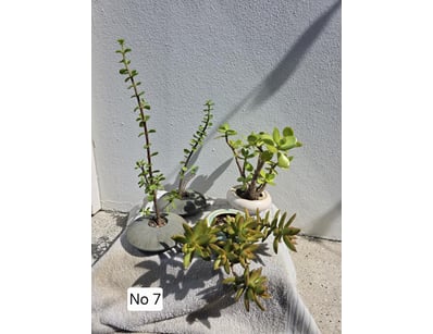 House & Homewares (A91001) - Lot 1378