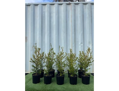 Plenty of Plants - Trees & Shrubs (NSWA977) - Lot 13