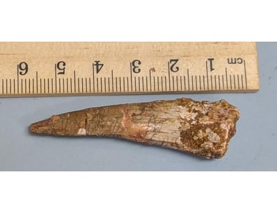 The Curio Collection (A991) - Lot 517