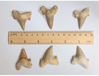 The Curio Collection (A999) - Lot 598