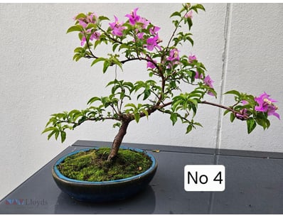 Purple Bougainvillea Bonsai Tree 2022 In Blue Oval...
