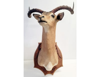 The Curio Collection (A1000) - Lot 400