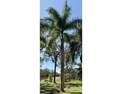 Palm Tree, used for ornamental landscaping.

Note:...