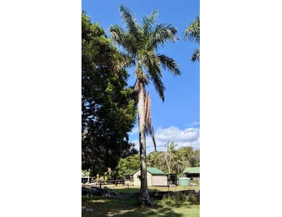 Palm Tree, used for ornamental landscaping.

Note:...