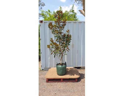 Plenty of Plants - Trees & Shrubs (NSWA997) - Lot 14