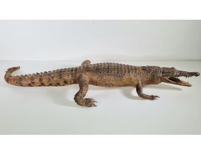 Curios & Collectables (A976) - Lot 1067
