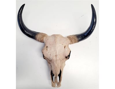 The Curio Collection (A1000) - Lot 404