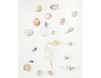 CURATED COLLECTION OF SEASHELLS AND MARINE SPECIME...