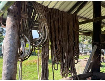Assorted Heavy Duty Ropes & Leads

SOLD AS LOT

Lo...