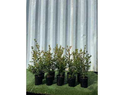 Plenty of Plants - Trees & Shrubs (NSWA977) - Lot 41