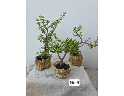 House & Homewares (A91001) - Lot 1381