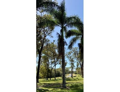 Palm Tree, used for ornamental landscaping.

Note:...
