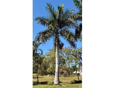 Palm Tree, used for ornamental landscaping.

Note:...