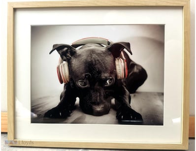 FRAMED DOG PHOTO

 53 Cm X 43 Cm


Condition: Good...