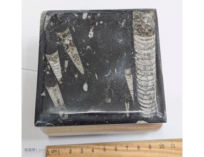 JEWELLERY BOX MADE FROM 400 MILLION YEAR OLD FOSSI...
