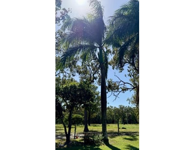 Palm Tree, used for ornamental landscaping.

Note:...