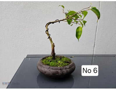 Fig Bonsai Tree 2021 In Round Brown Pot With Moss ...
