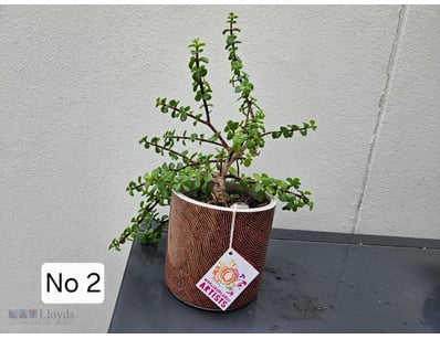Large Succulent In Decorative Warlukurlangu Artist...
