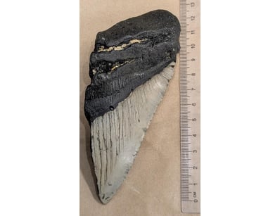 The Curio Collection (A985) - Lot 1123