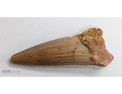 100 MILLION YEAR OLD SPINOSAURUS DINOSAUR TOOTH FO...